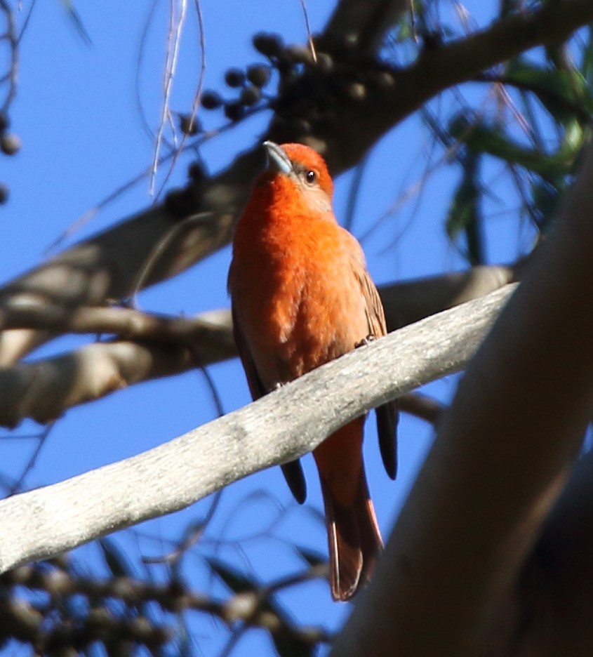 Hepatic Tanager - ML629040152