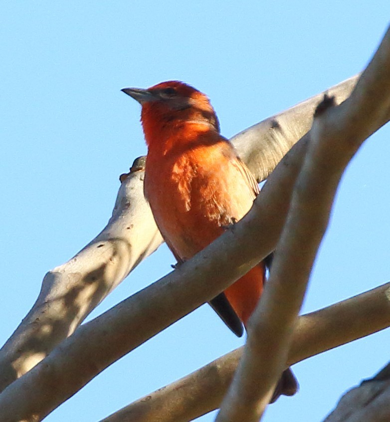 Hepatic Tanager - ML629040153