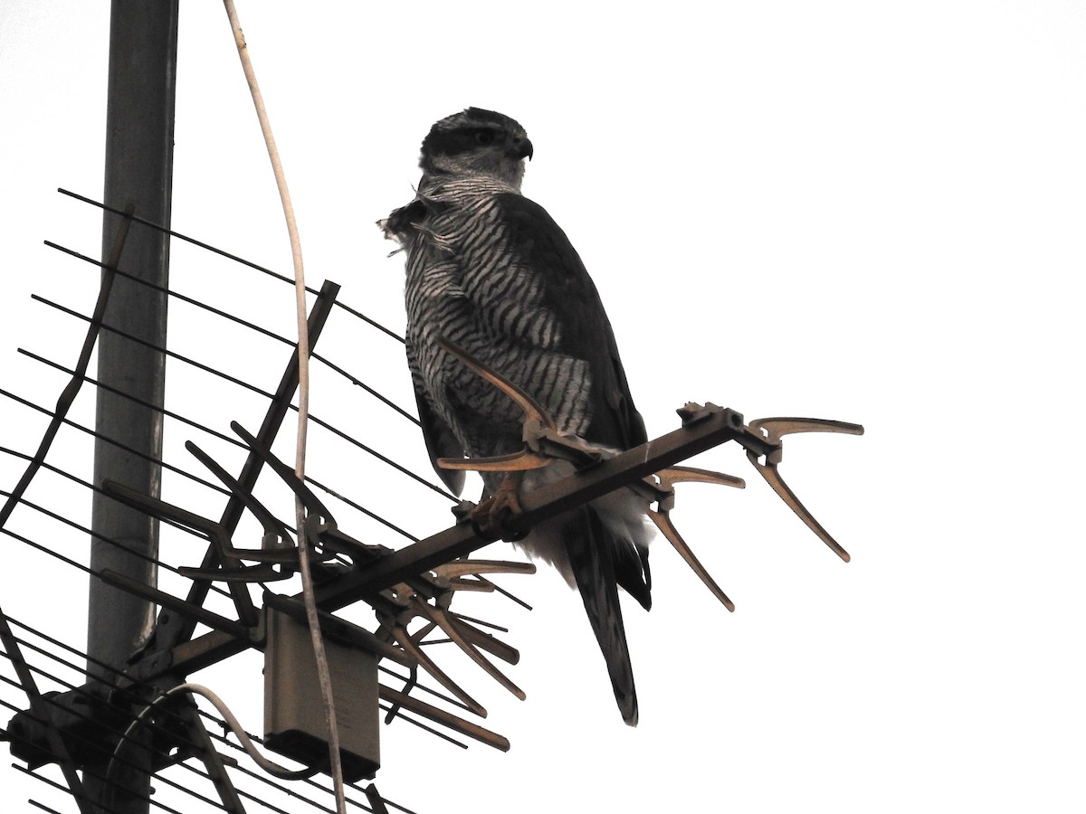 Үлэг харцага - ML629040325