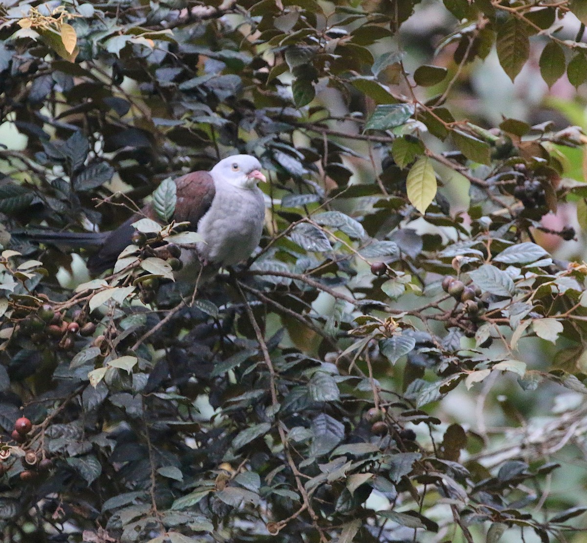 Mountain Imperial-Pigeon - ML629040409