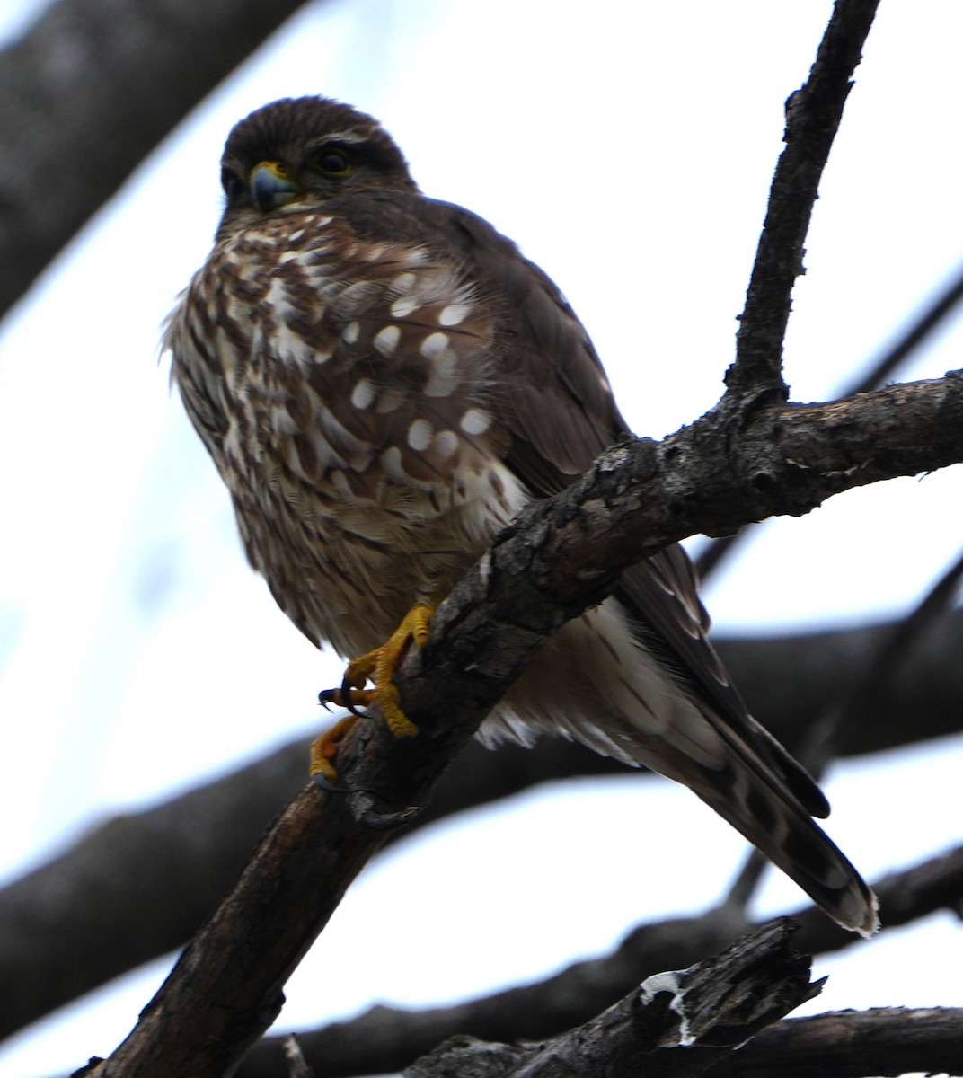 Merlin - ML629040480
