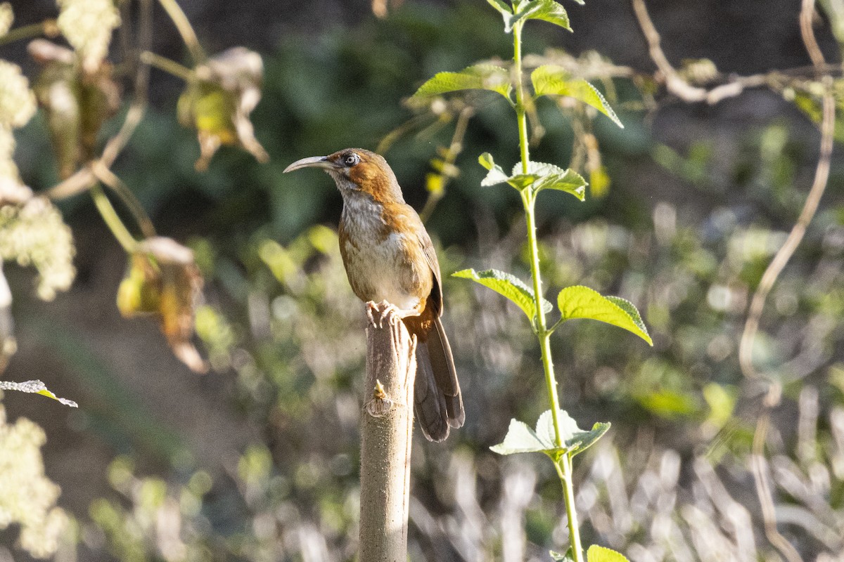 Rusty-cheeked Scimitar-Babbler - ML629040645