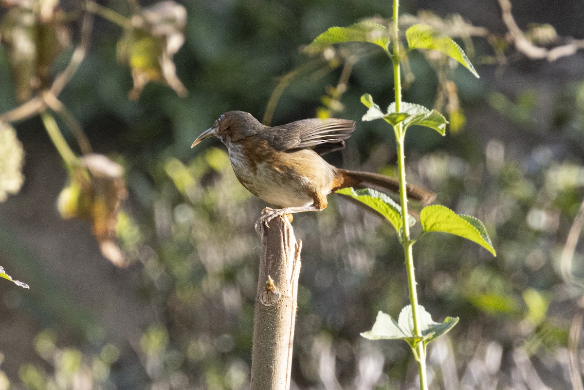 Rusty-cheeked Scimitar-Babbler - ML629040646