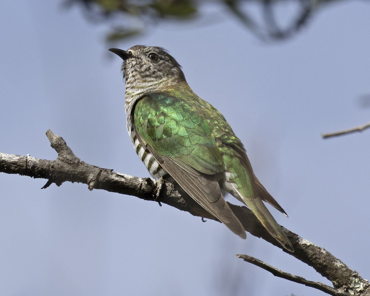 Shining Bronze-Cuckoo (Golden) - ML629040647