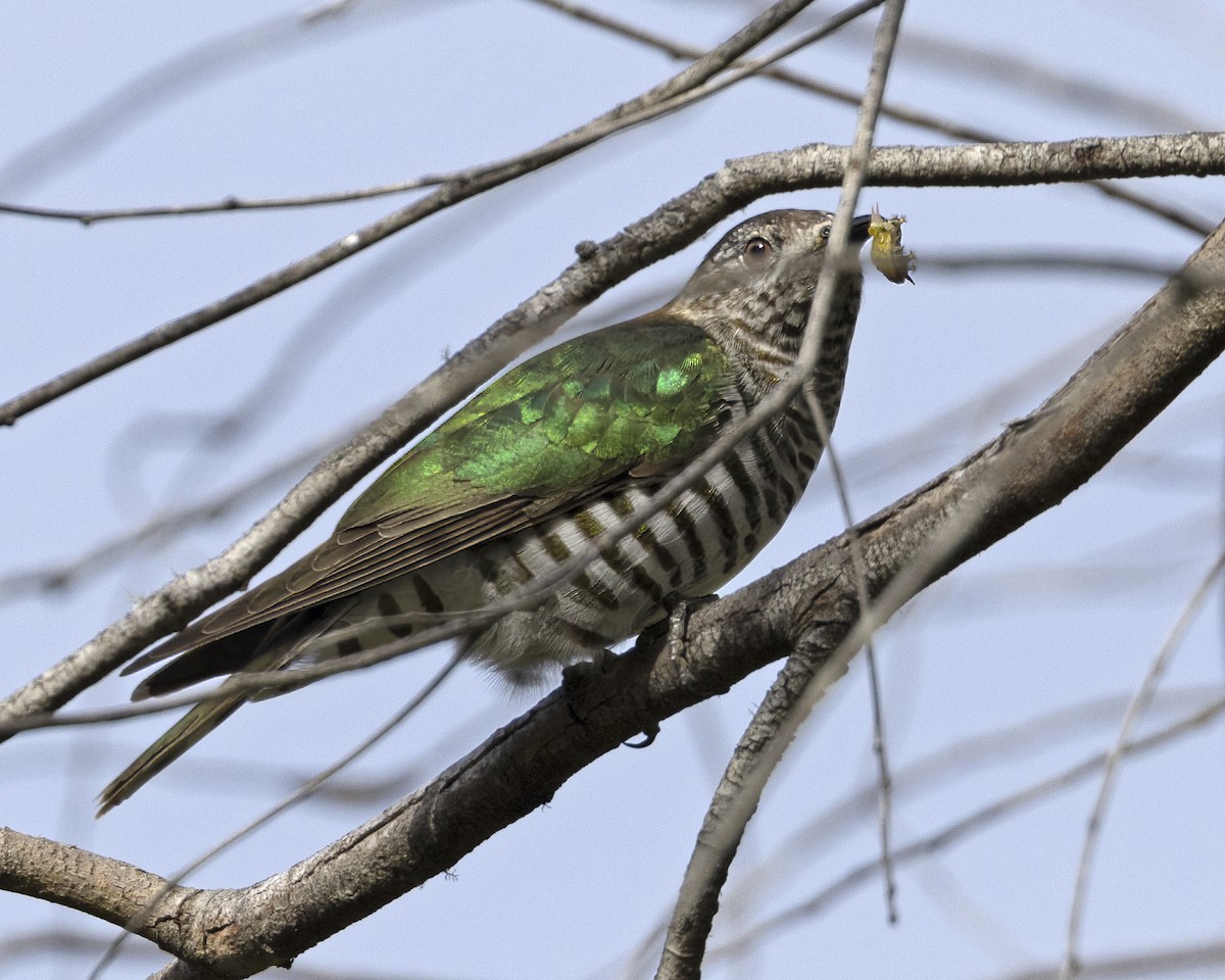 Shining Bronze-Cuckoo (Golden) - ML629040651