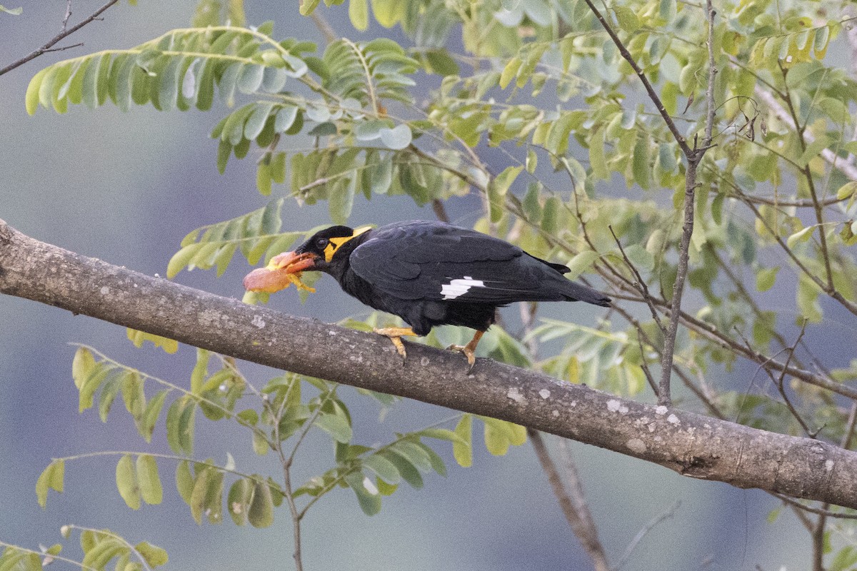 Common Hill Myna - ML629040656