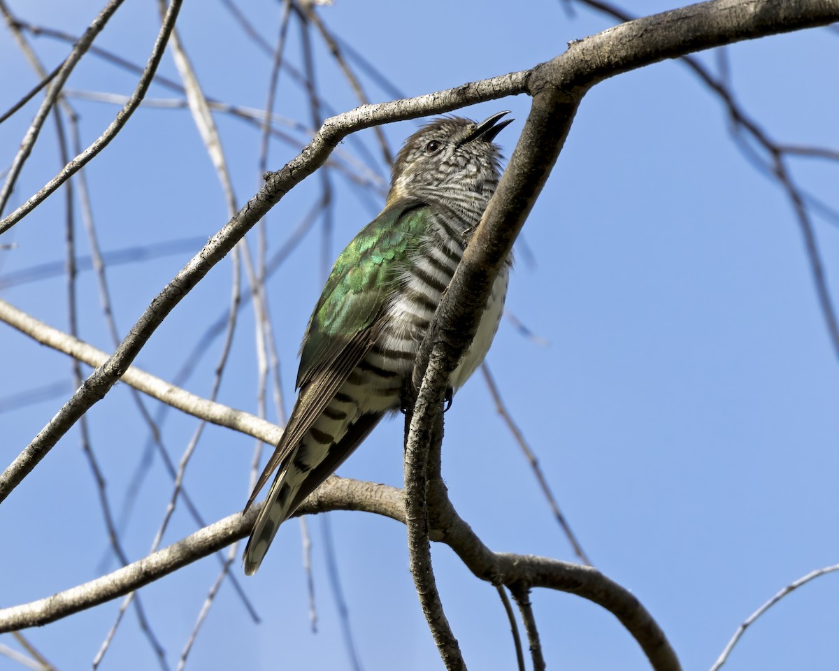 Shining Bronze-Cuckoo (Golden) - ML629040659