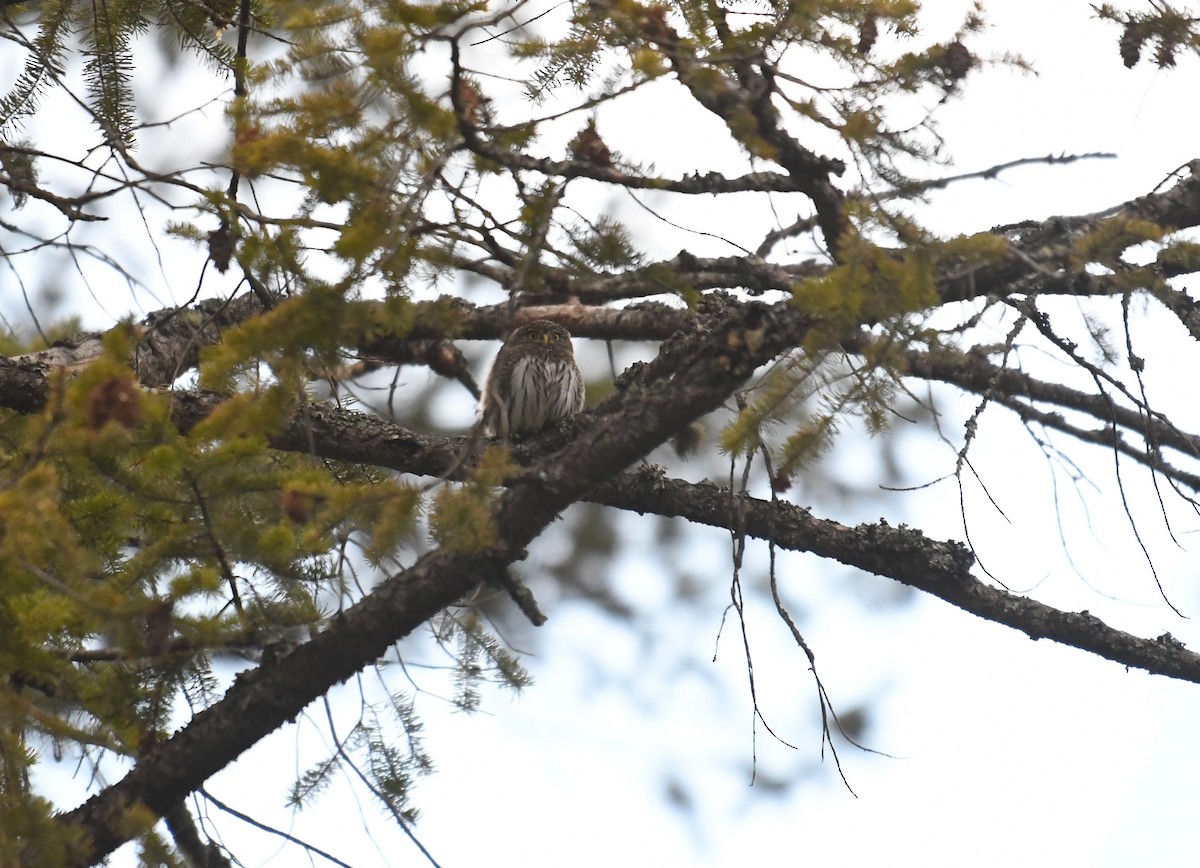 Northern Pygmy-Owl - ML629040830