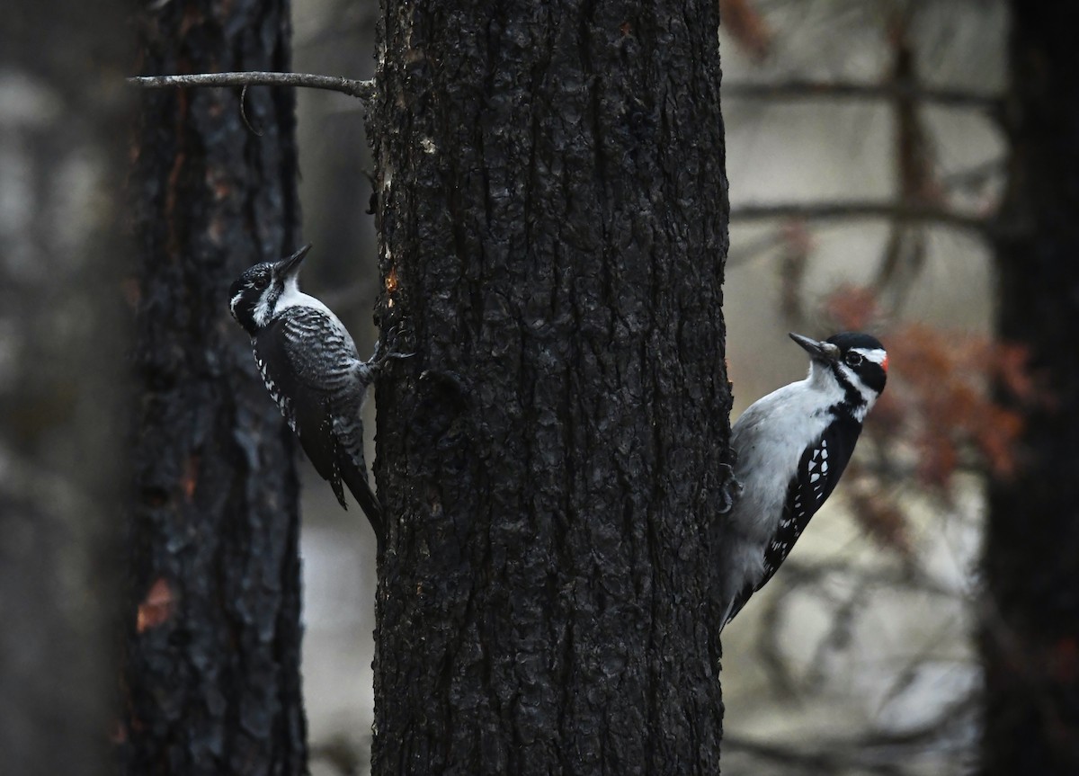 American Three-toed Woodpecker - ML629040863