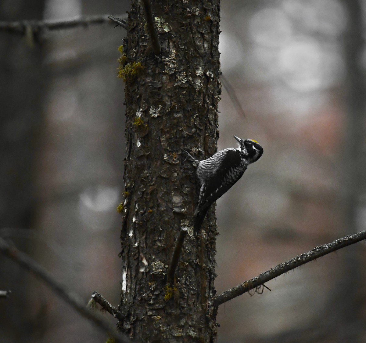 American Three-toed Woodpecker - ML629040865