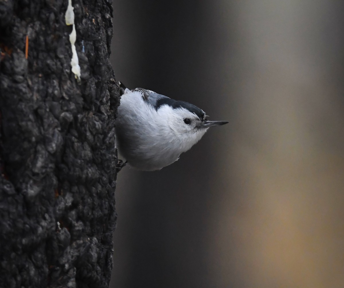 White-breasted Nuthatch - ML629040882