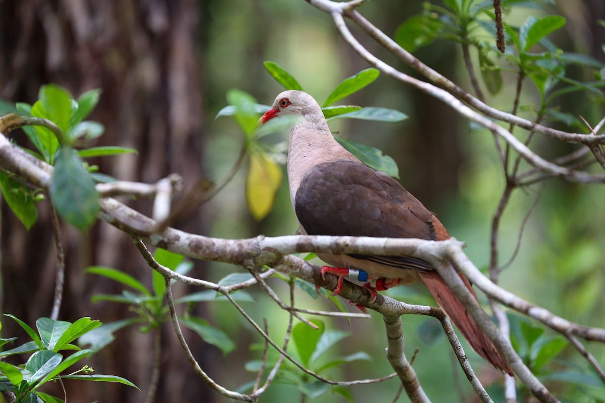 Pink Pigeon - ML629041139