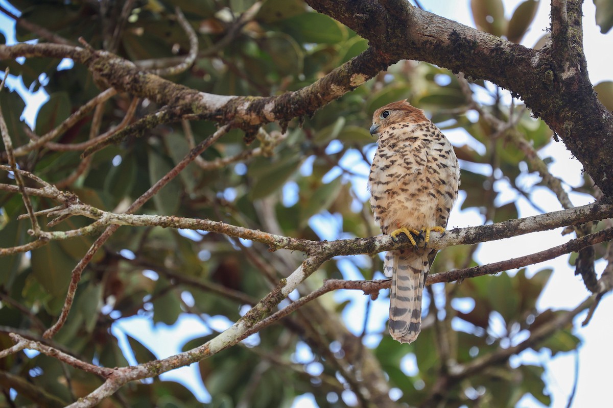 Mauritius Kestrel - ML629041146