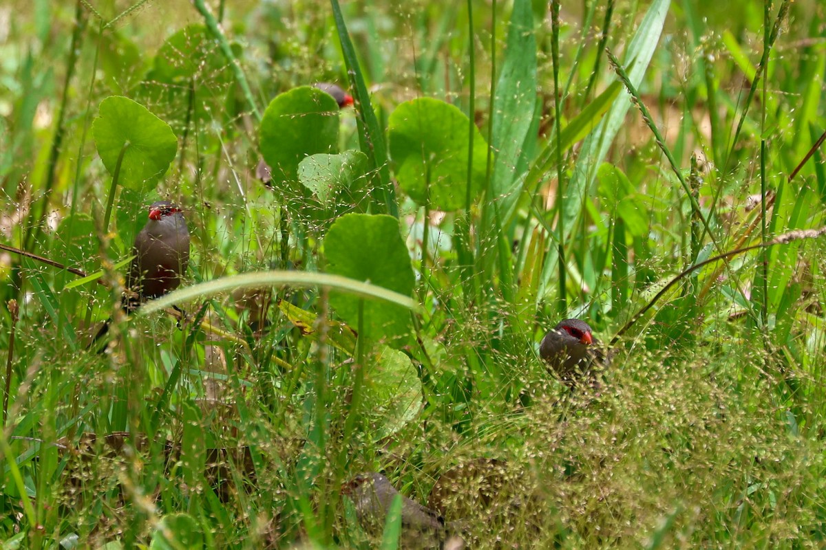 Common Waxbill - ML629041150