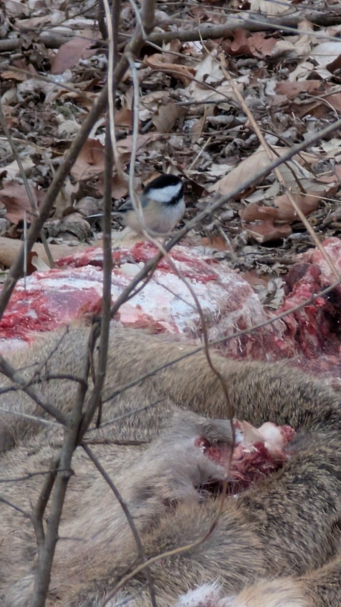 Black-capped Chickadee - ML629041454