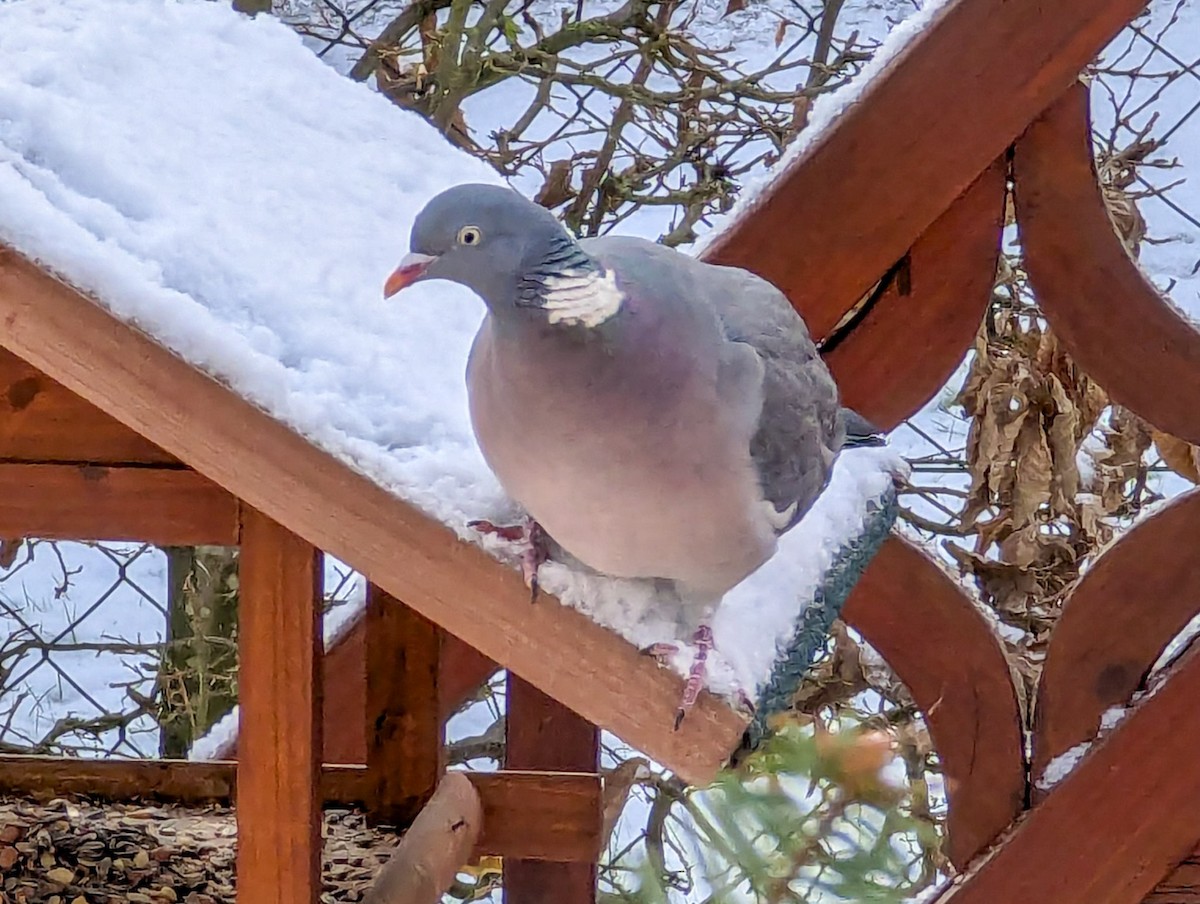 Ойн тагтаа - ML629041722