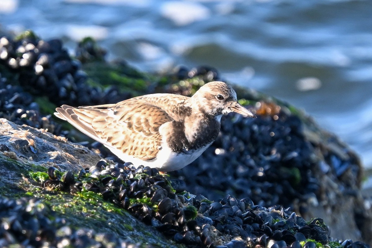 Алаг хайргач - ML629041740