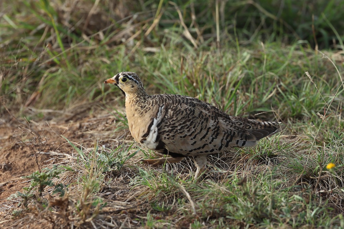 Black-faced Sandgrouse - ML629041741