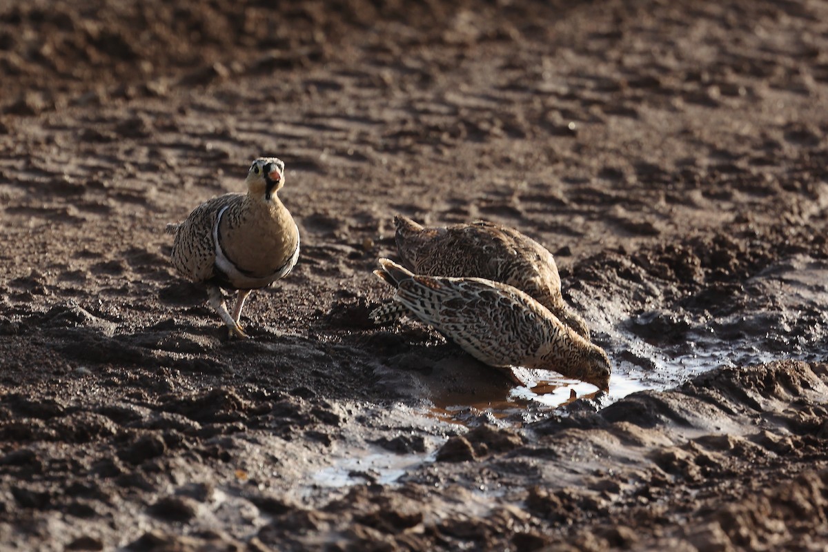 Black-faced Sandgrouse - ML629041756