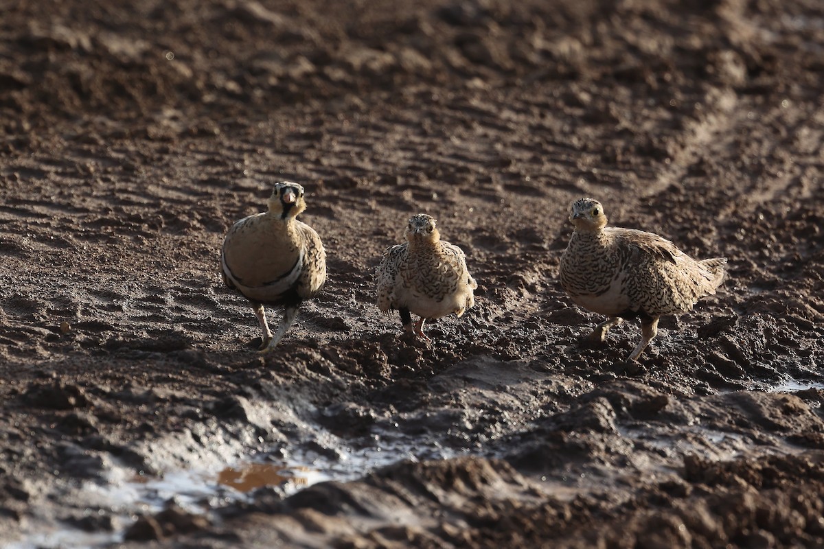 Black-faced Sandgrouse - ML629041757