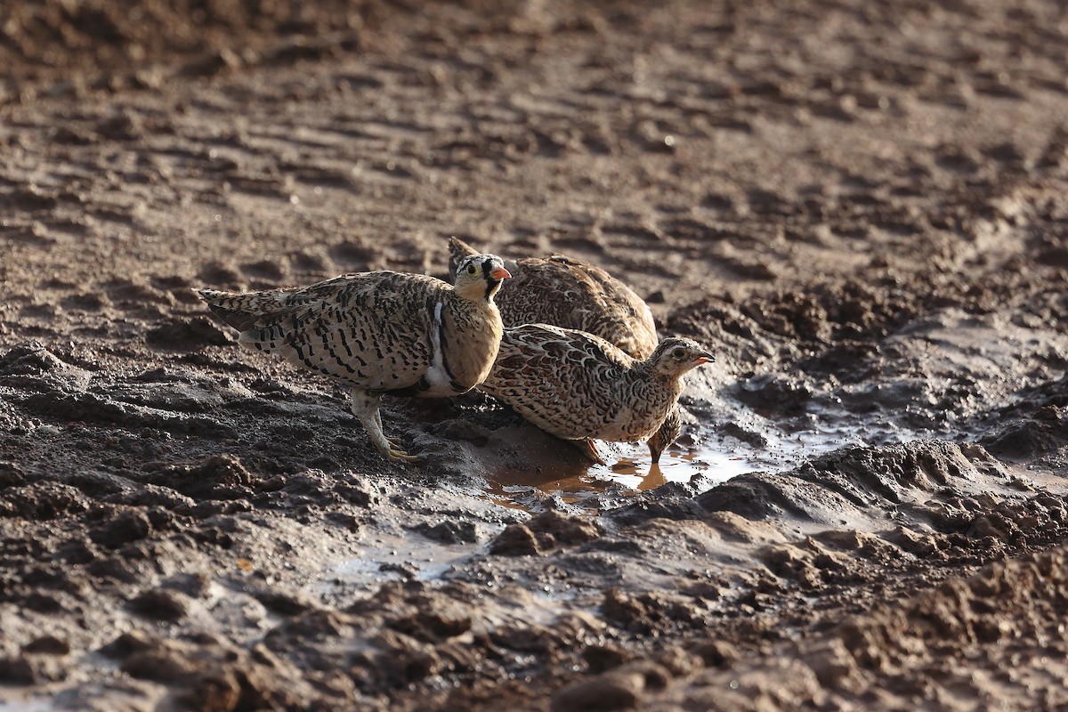 Black-faced Sandgrouse - ML629041758