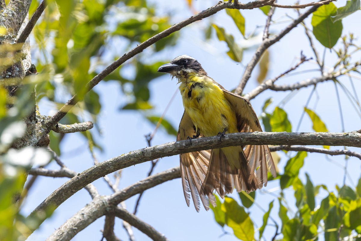 Boat-billed Flycatcher - ML629041976