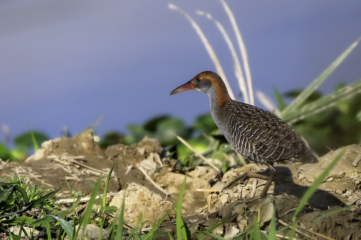 Slaty-breasted Rail - ML629041992