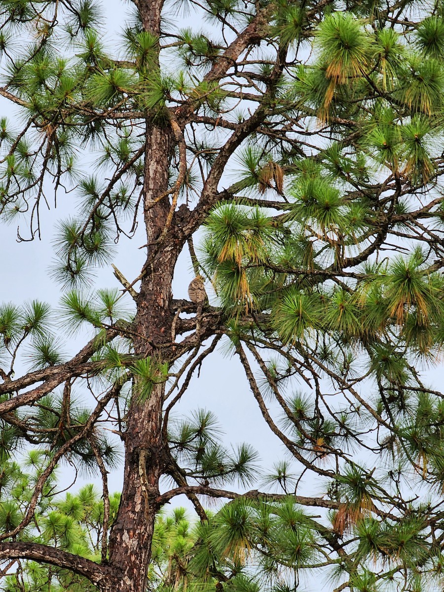 Great Horned Owl - ML629042275