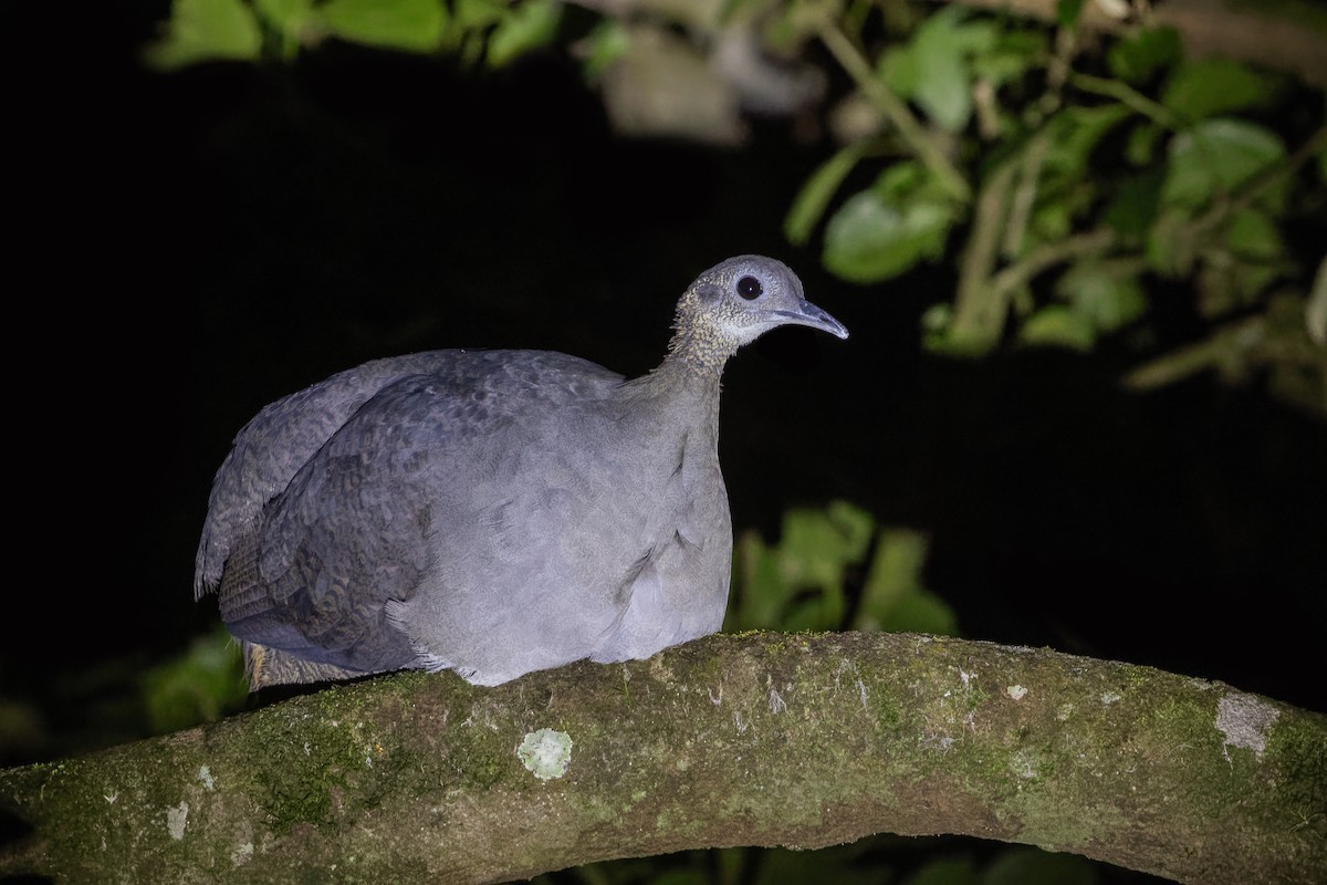 Solitary Tinamou - ML629042450