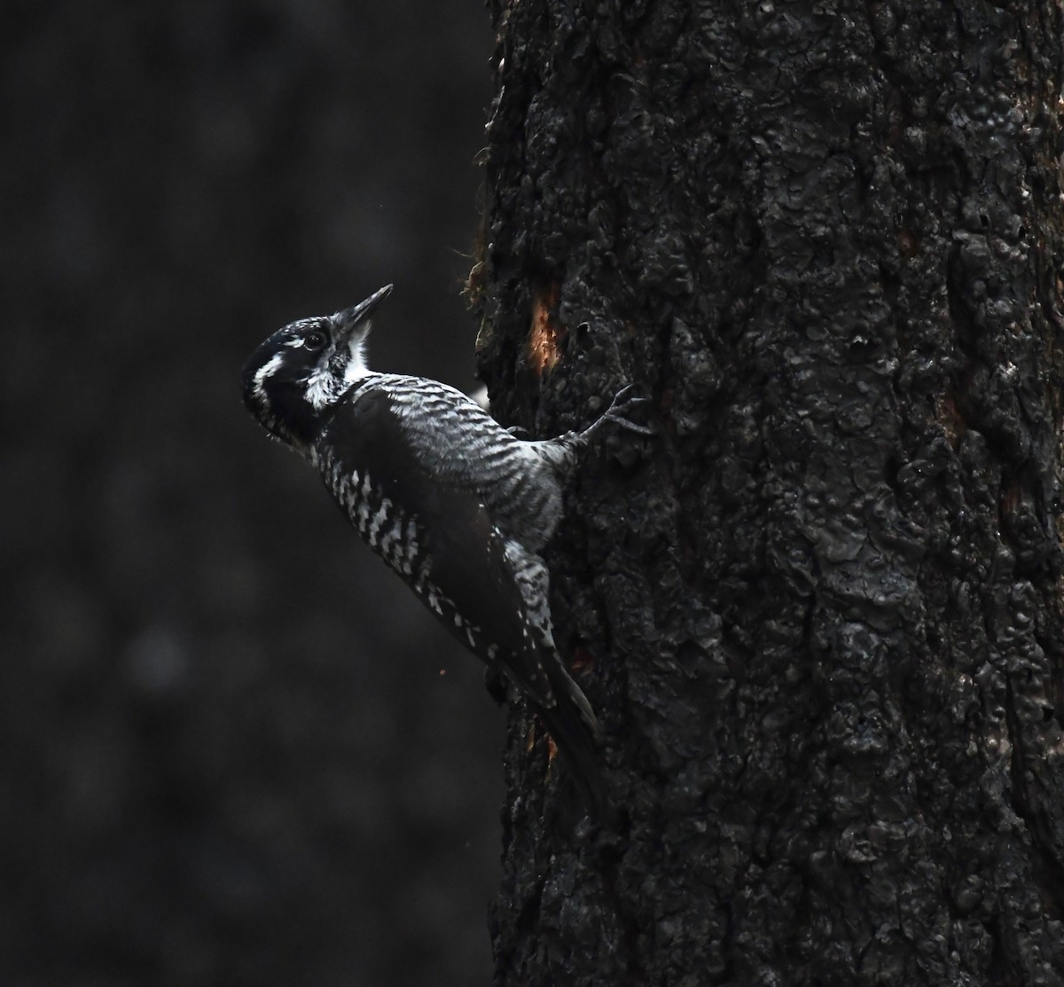 American Three-toed Woodpecker - ML629042545