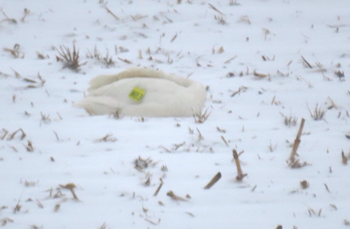 Trumpeter Swan - ML629042598