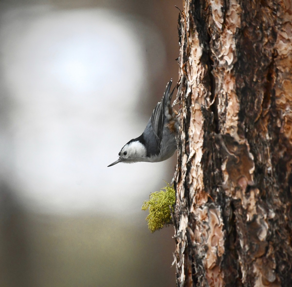 White-breasted Nuthatch - ML629042721