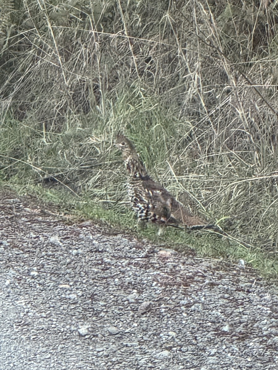 Ruffed Grouse - ML629042871