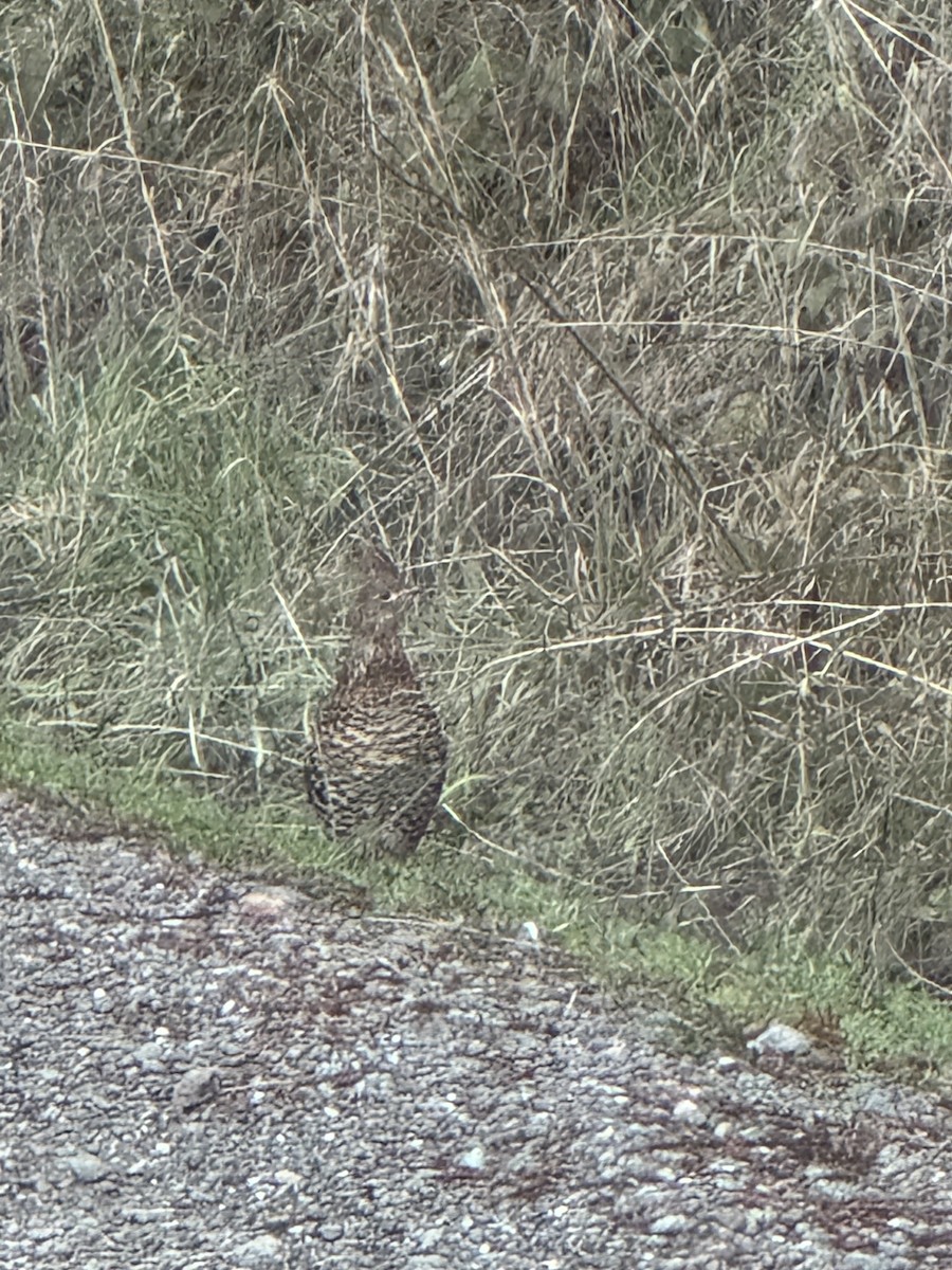 Ruffed Grouse - ML629042878