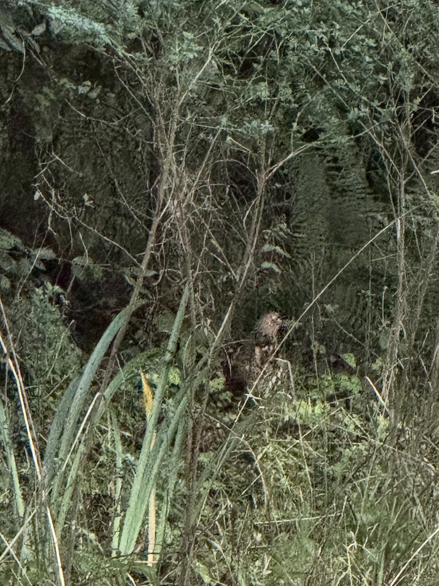 Ruffed Grouse - ML629042887