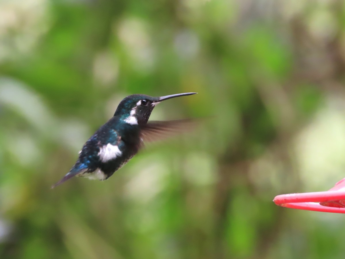 White-bellied Woodstar - ML629043235