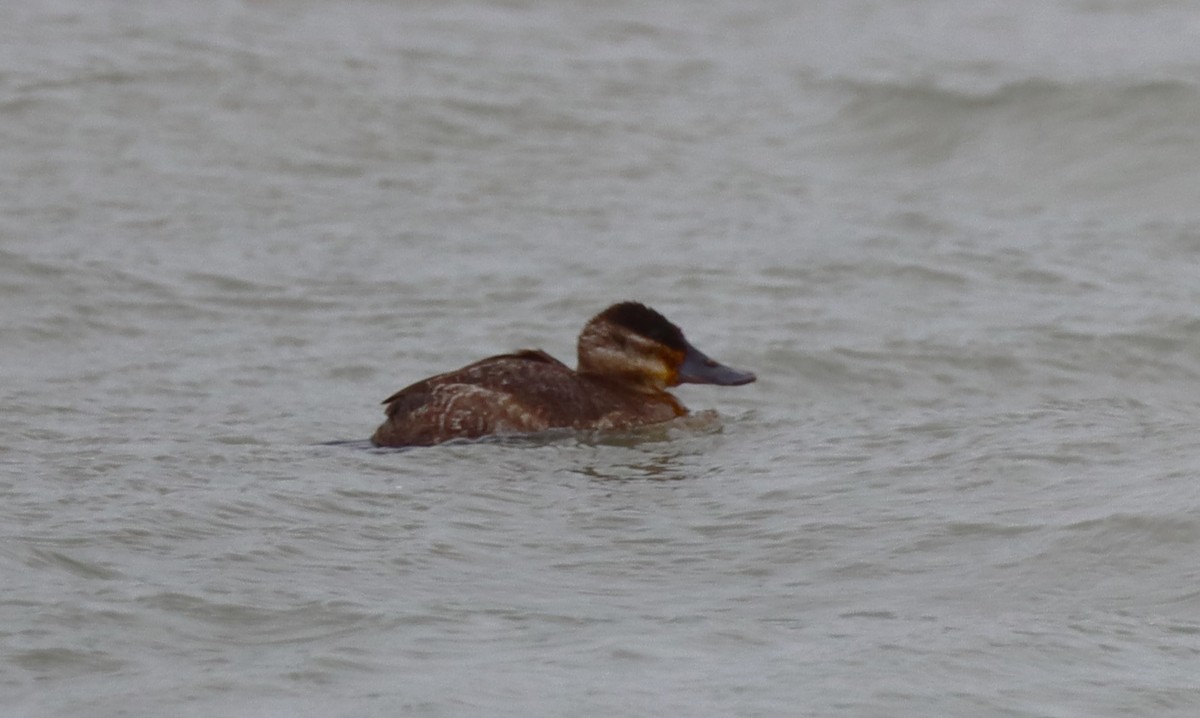 Ruddy Duck - ML629043276