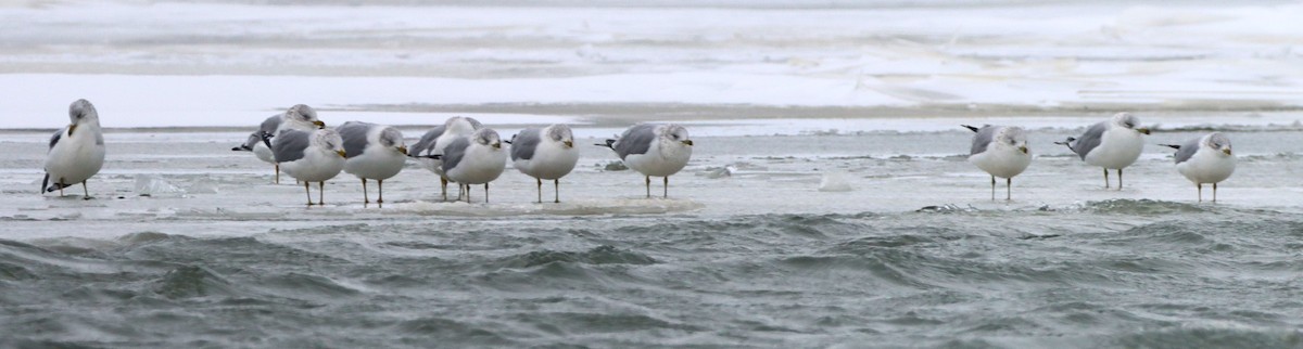 Ring-billed Gull - ML629043293