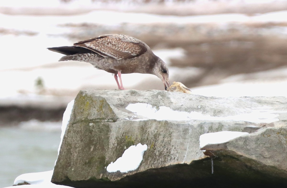 American Herring Gull - ML629043298