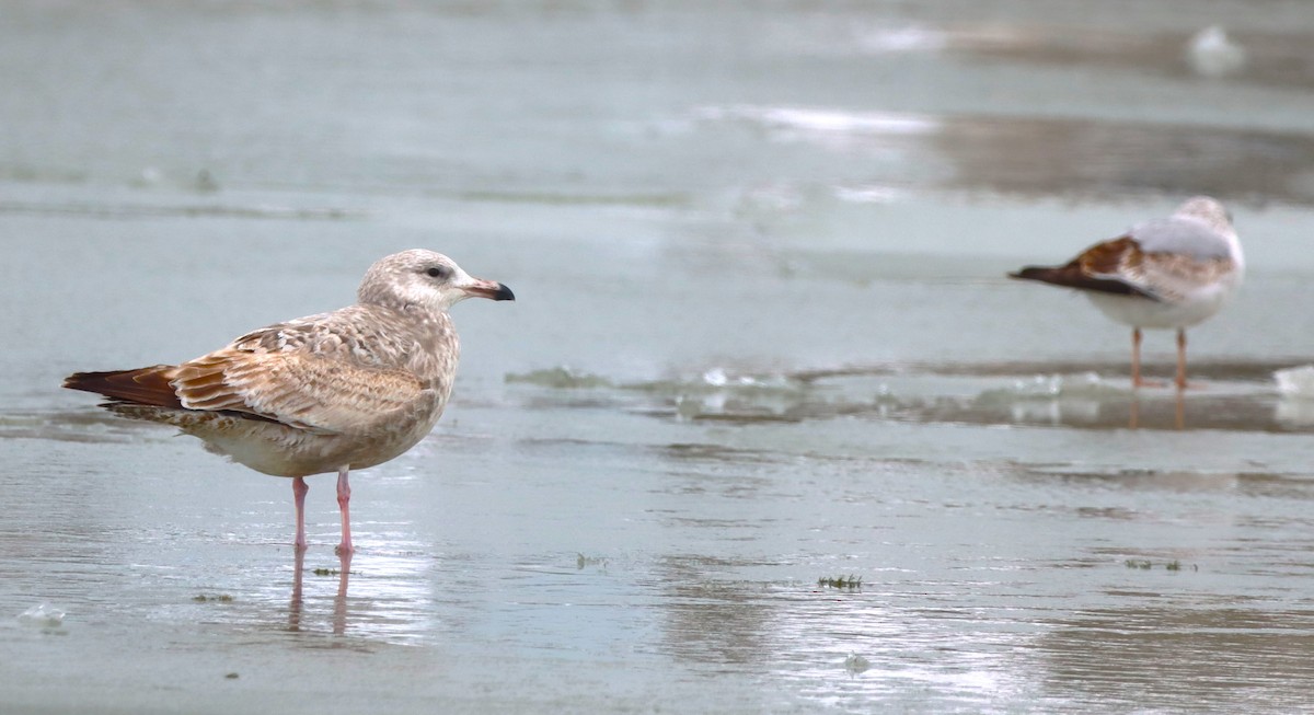 American Herring Gull - ML629043299