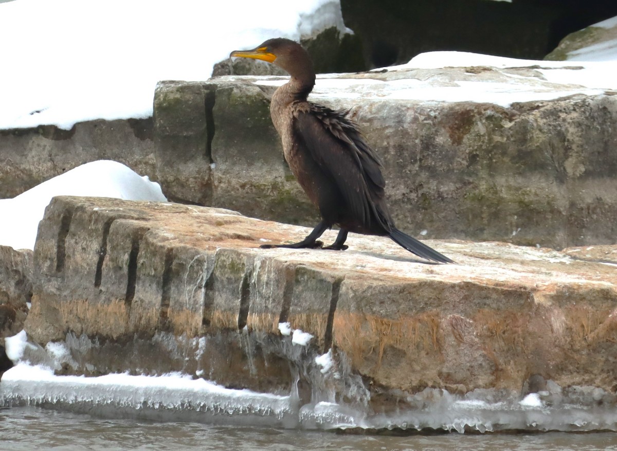 Double-crested Cormorant - ML629043308