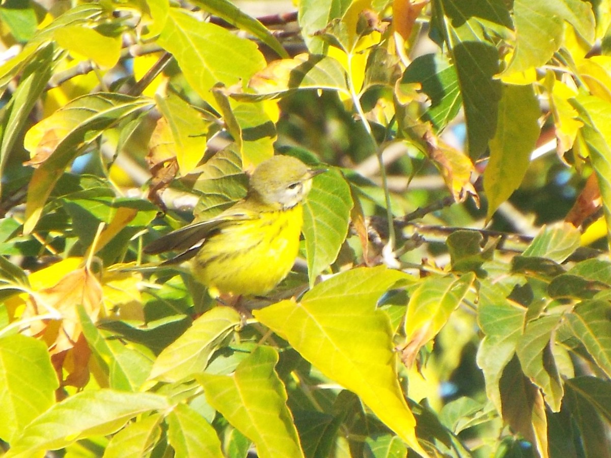 Prairie Warbler - ML629043341