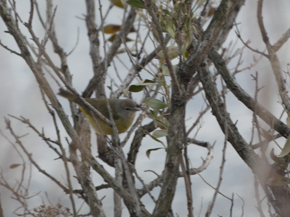 Orange-crowned Warbler (Gray-headed) - ML629043396