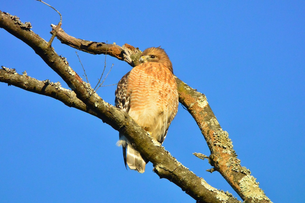 Red-shouldered Hawk - ML629043397