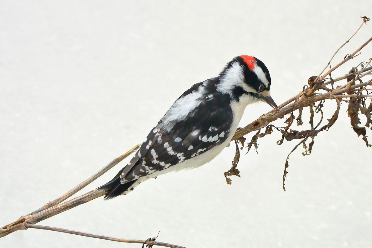 Downy Woodpecker - ML629043403