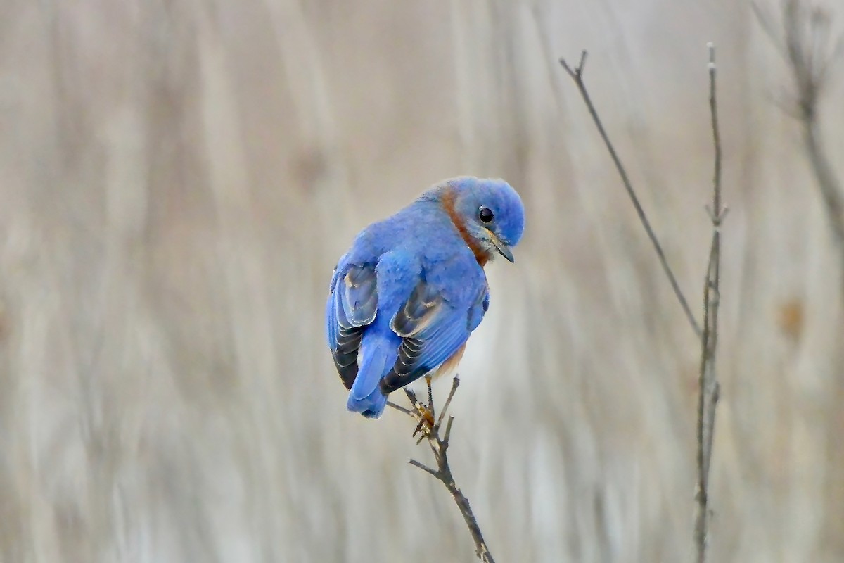 Eastern Bluebird - ML629043405