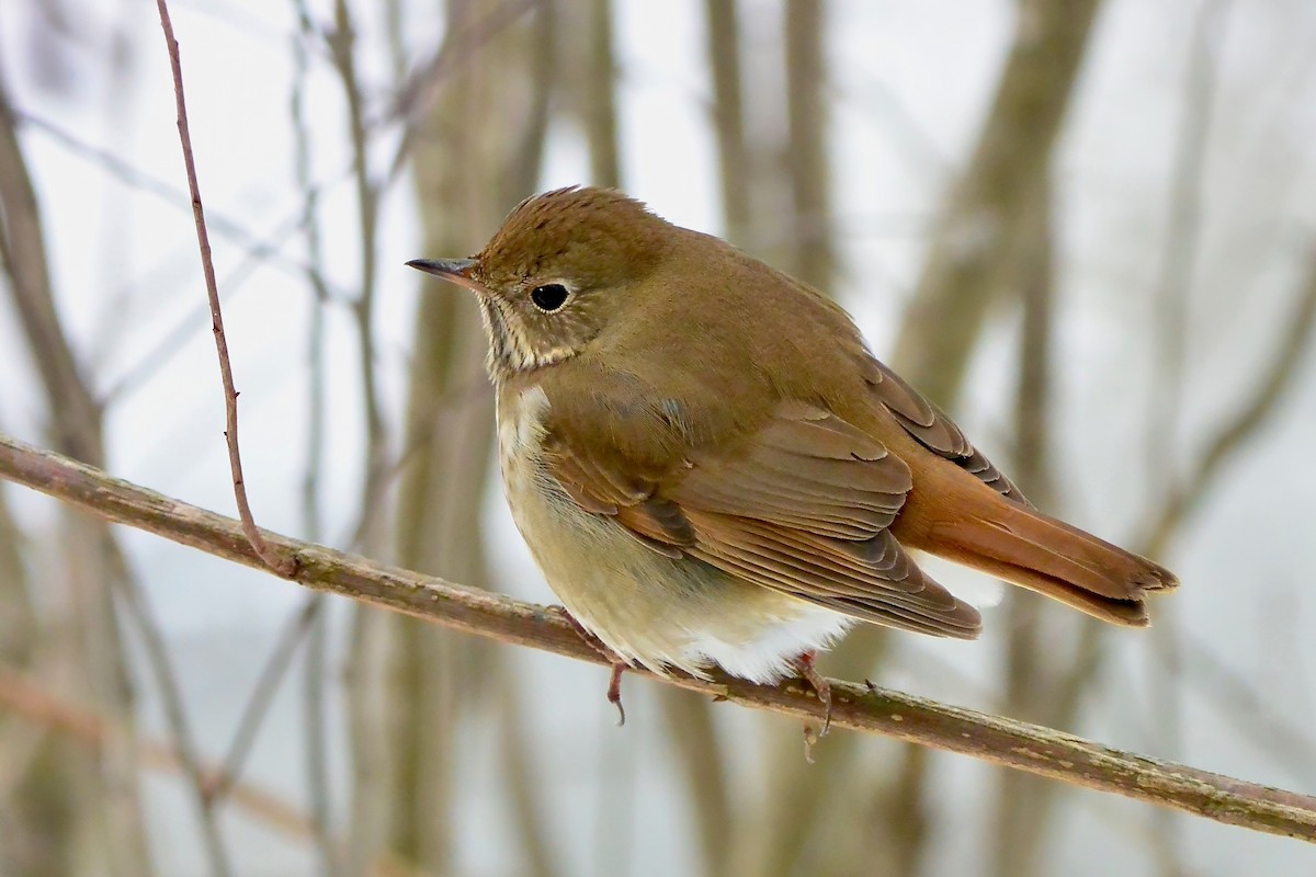 Hermit Thrush - ML629043420