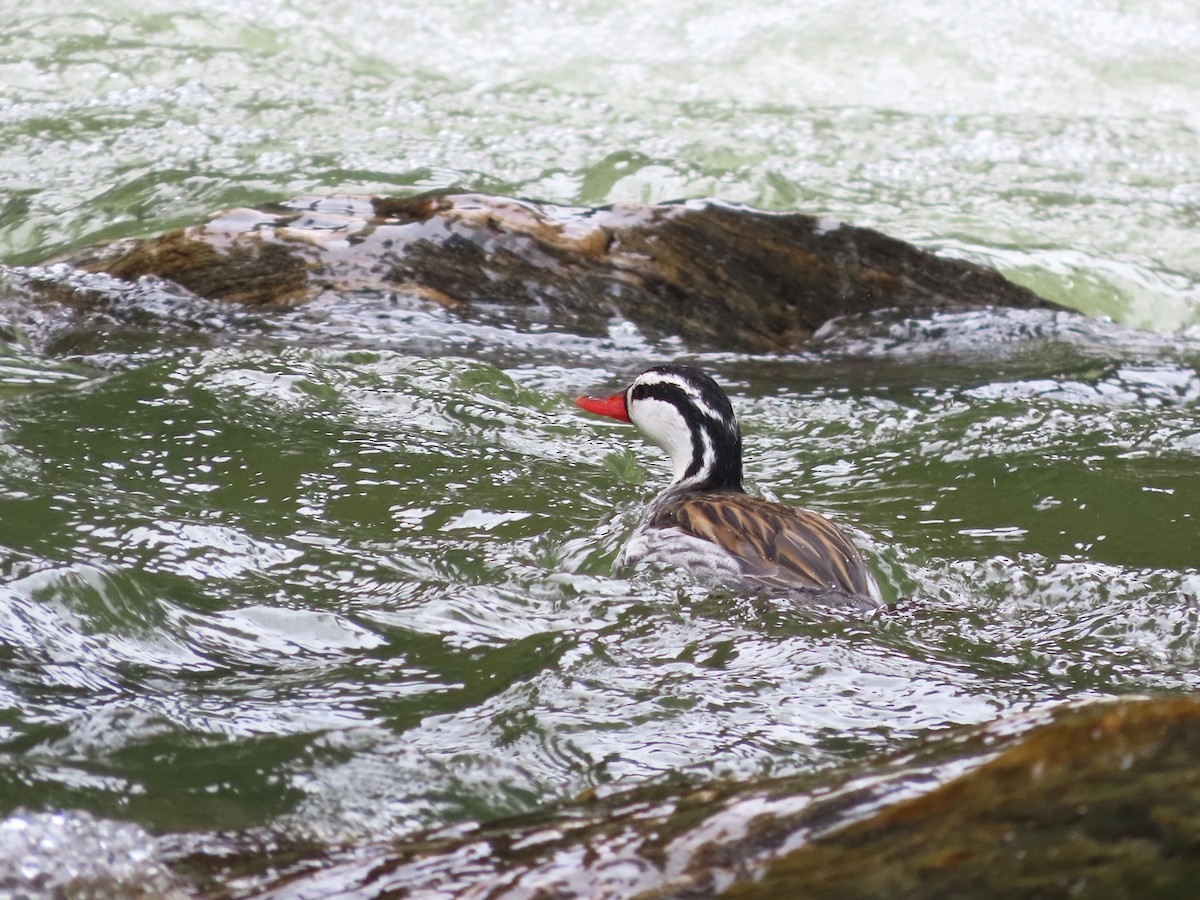 Torrent Duck - ML629043613