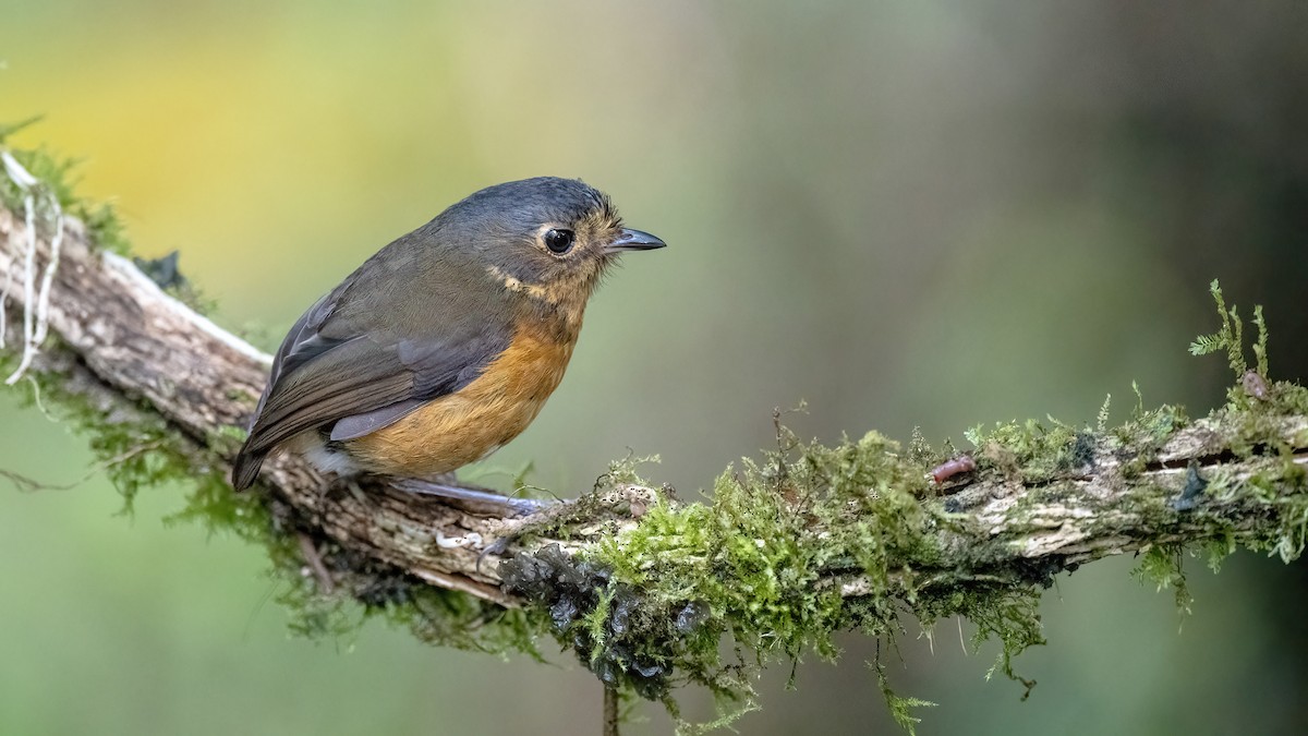 Slate-crowned Antpitta - ML629043652