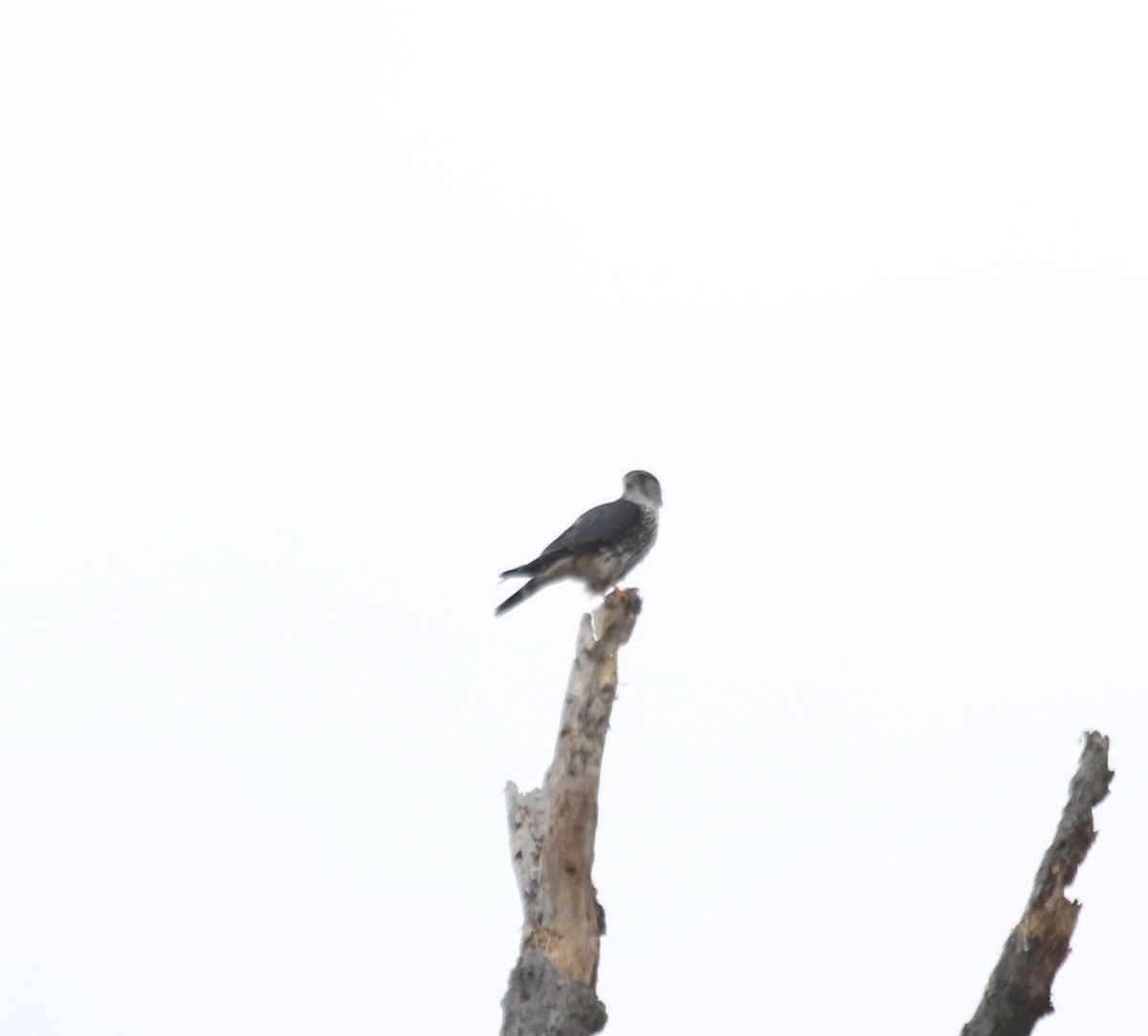 Хайргууна шонхор - ML629043766